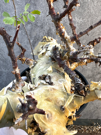 【現品限り】コミフォラ・カタフ ターカネンシス 大株 ケニア産 現地株 発根済み 1年管理【B10】 Commiphora kataf turkanensis