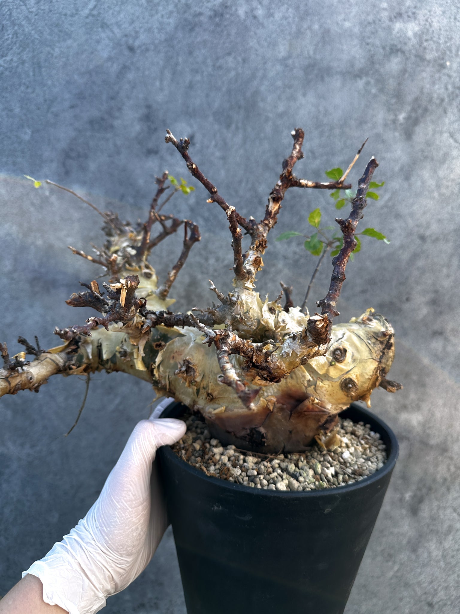 塊根植物 灌木系 大株 コミフォラ コーデックス 灌木 太幹 ターカネンシス カタフ コミフォラ 発根済み】 シャリ付き ターカネンシス カタフ 塊根植物・コーデックス