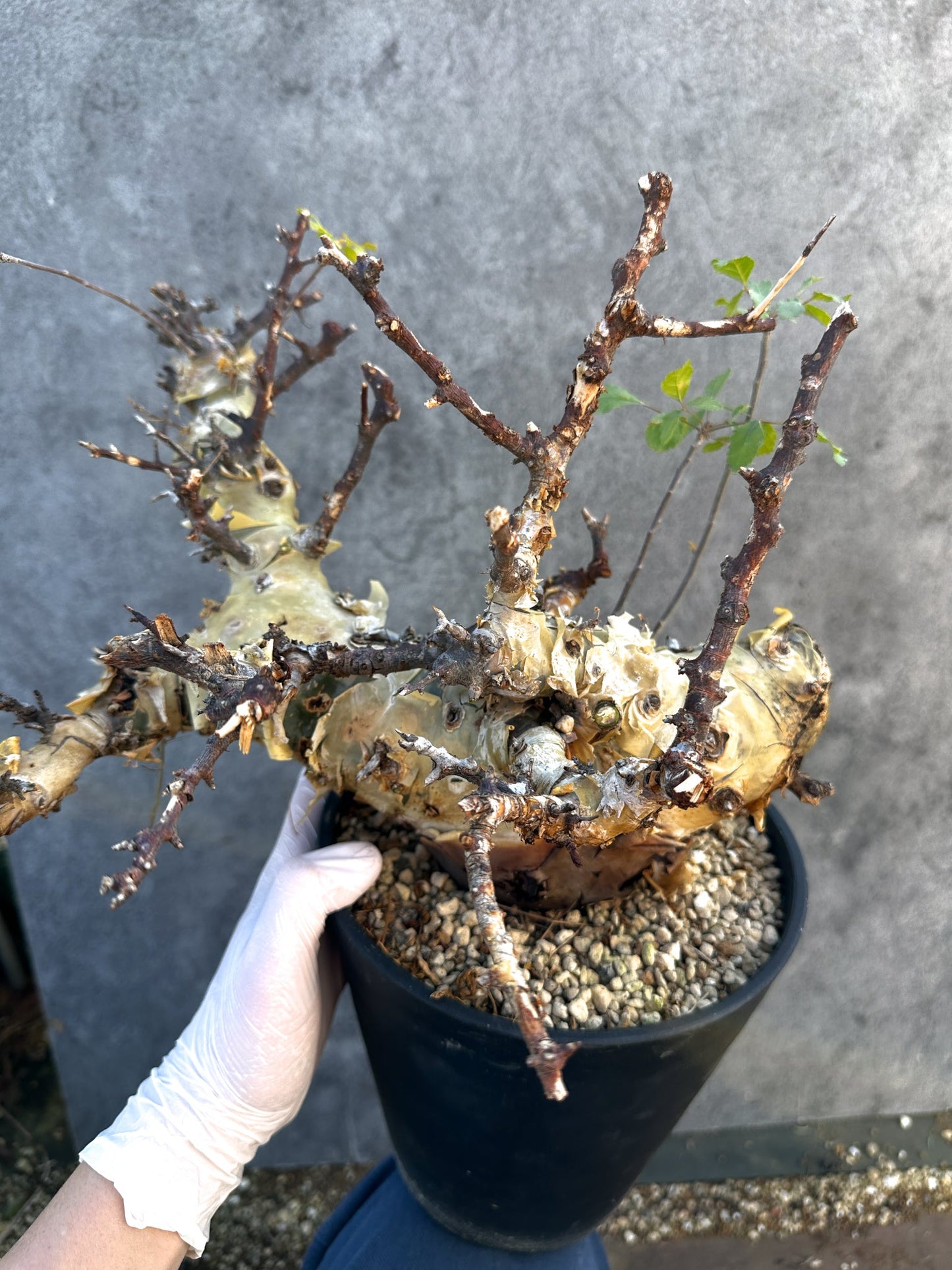 【現品限り】コミフォラ・カタフ ターカネンシス 大株 ケニア産 現地株 発根済み 1年管理【B10】 Commiphora kataf turkanensis