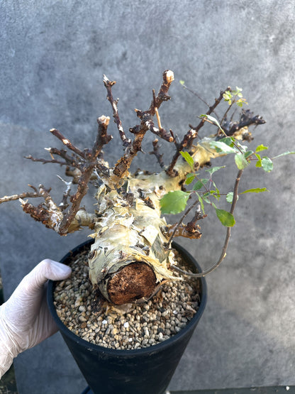 【現品限り】コミフォラ・カタフ ターカネンシス 大株 ケニア産 現地株 発根済み 1年管理【B10】 Commiphora kataf turkanensis