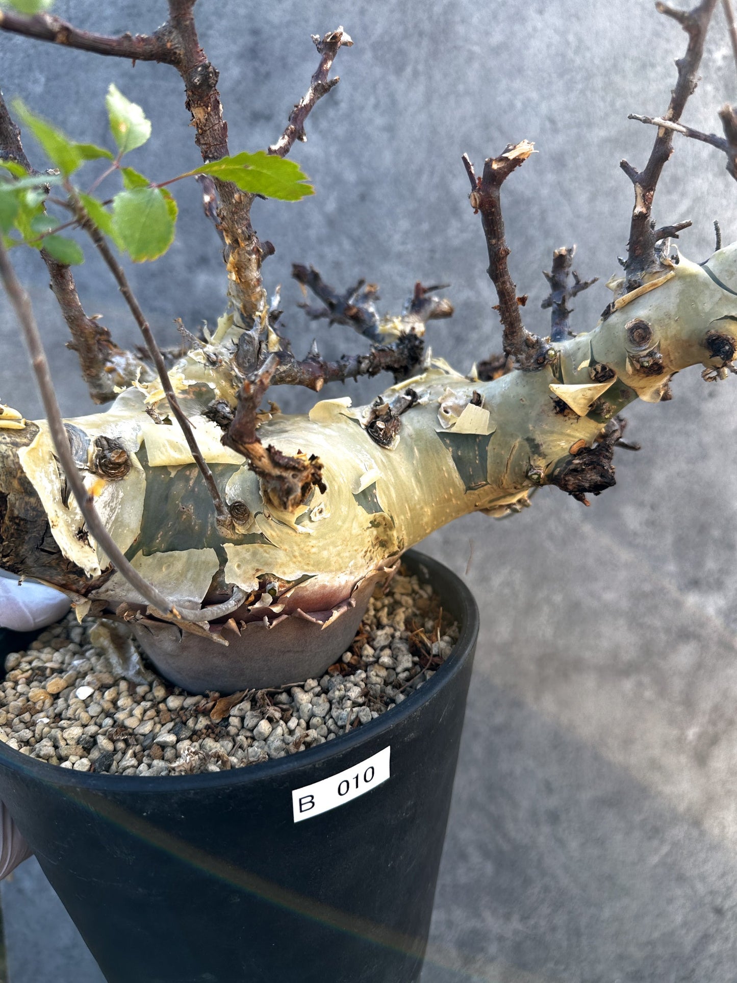 【現品限り】コミフォラ・カタフ ターカネンシス 大株 ケニア産 現地株 発根済み 1年管理【B10】 Commiphora kataf turkanensis