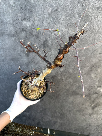 【現品限り】コミフォラ・カタフ ターカネンシス ケニア産 現地株 発根済み 1年管理【B11】 Commiphora kataf turkanensis