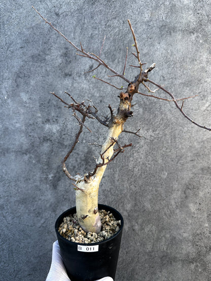 【現品限り】コミフォラ・カタフ ターカネンシス ケニア産 現地株 発根済み 1年管理【B11】 Commiphora kataf turkanensis