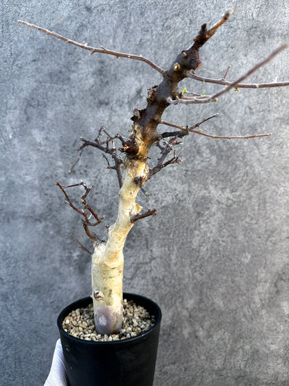 【現品限り】コミフォラ・カタフ ターカネンシス ケニア産 現地株 発根済み 1年管理【B11】 Commiphora kataf turkanensis