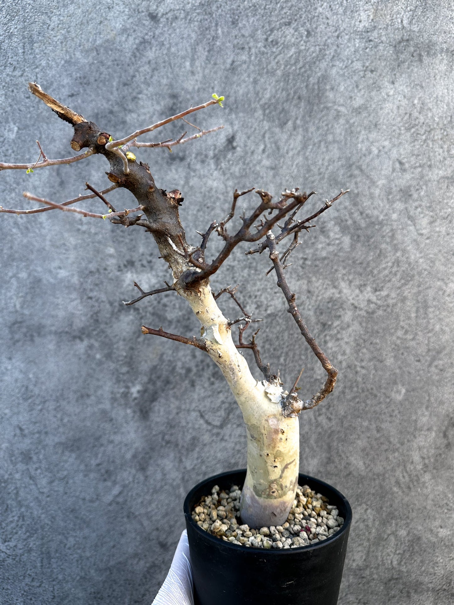 【現品限り】コミフォラ・カタフ ターカネンシス ケニア産 現地株 発根済み 1年管理【B11】 Commiphora kataf turkanensis