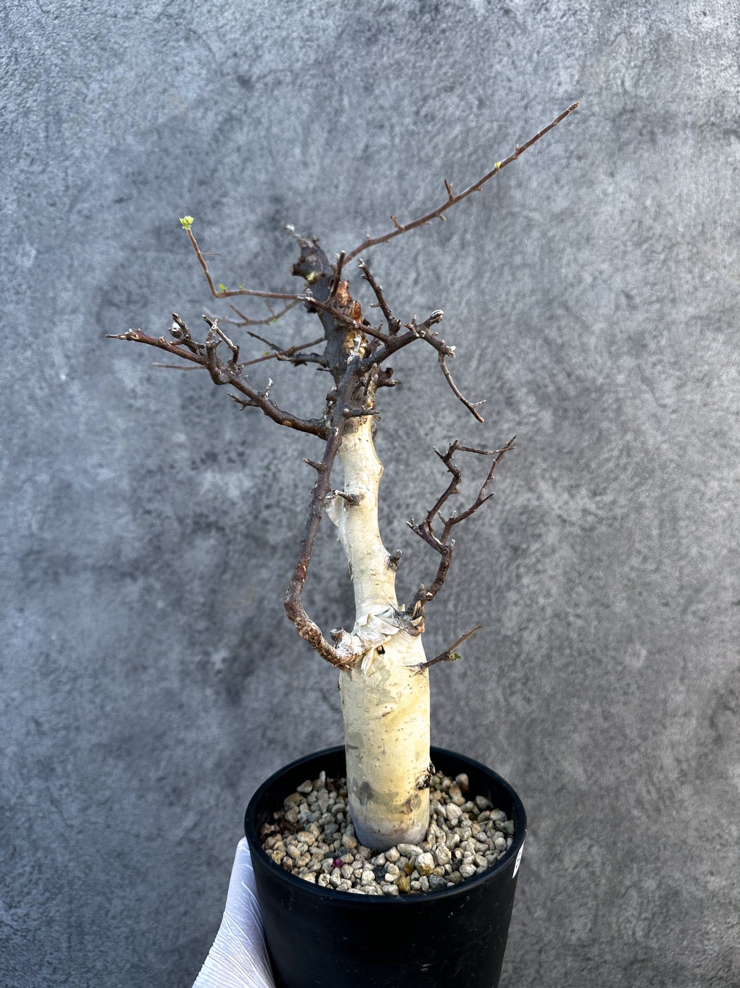 【現品限り】コミフォラ・カタフ ターカネンシス ケニア産 現地株 発根済み 1年管理【B11】 Commiphora kataf turkanensis