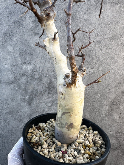 【現品限り】コミフォラ・カタフ ターカネンシス ケニア産 現地株 発根済み 1年管理【B11】 Commiphora kataf turkanensis