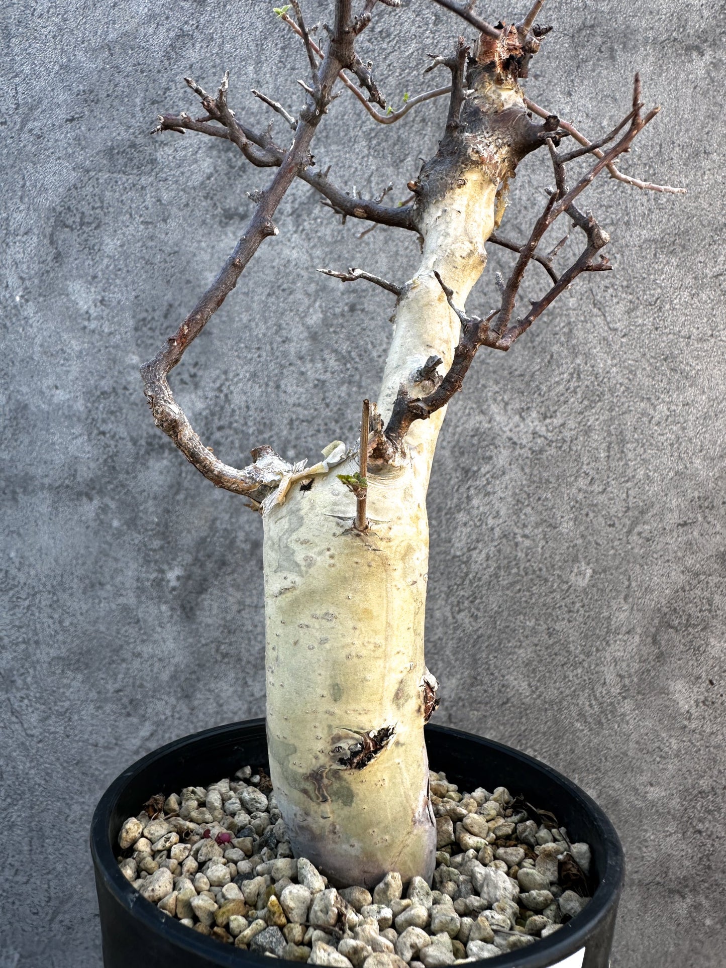 【現品限り】コミフォラ・カタフ ターカネンシス ケニア産 現地株 発根済み 1年管理【B11】 Commiphora kataf turkanensis