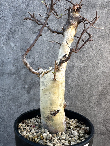 【現品限り】コミフォラ・カタフ ターカネンシス ケニア産 現地株 発根済み 1年管理【B11】 Commiphora kataf turkanensis