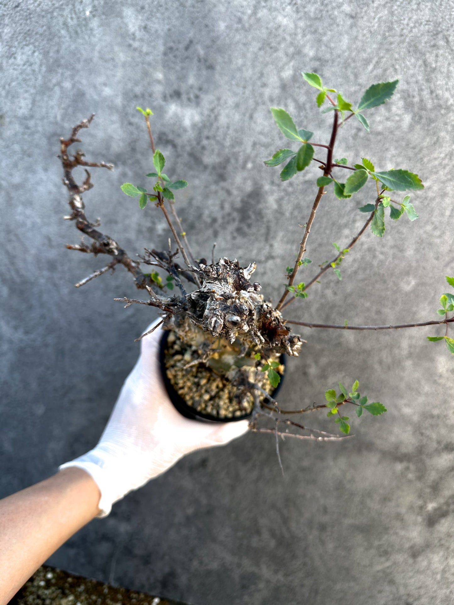 【現品限り】コミフォラ・カタフ ターカネンシス ケニア産 現地株 発根済み 1年管理【B12】 Commiphora kataf turkanensis