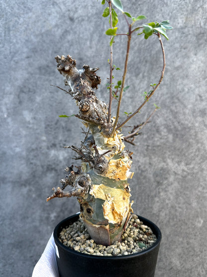 【現品限り】コミフォラ・カタフ ターカネンシス ケニア産 現地株 発根済み 1年管理【B12】 Commiphora kataf turkanensis