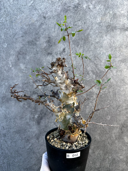 【現品限り】コミフォラ・カタフ ターカネンシス ケニア産 現地株 発根済み 1年管理【B12】 Commiphora kataf turkanensis