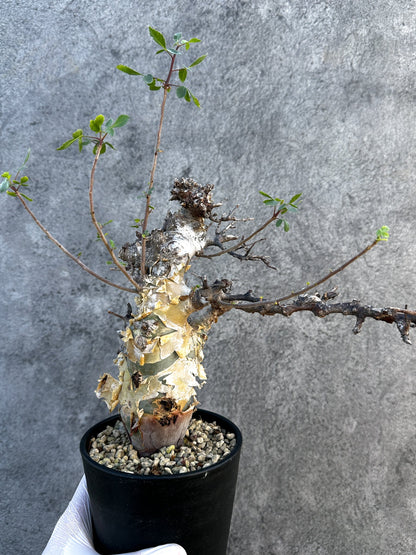 【現品限り】コミフォラ・カタフ ターカネンシス ケニア産 現地株 発根済み 1年管理【B12】 Commiphora kataf turkanensis