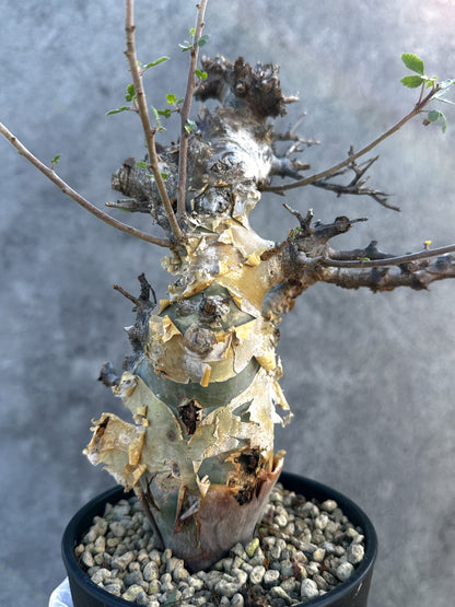 【現品限り】コミフォラ・カタフ ターカネンシス ケニア産 現地株 発根済み 1年管理【B12】 Commiphora kataf turkanensis