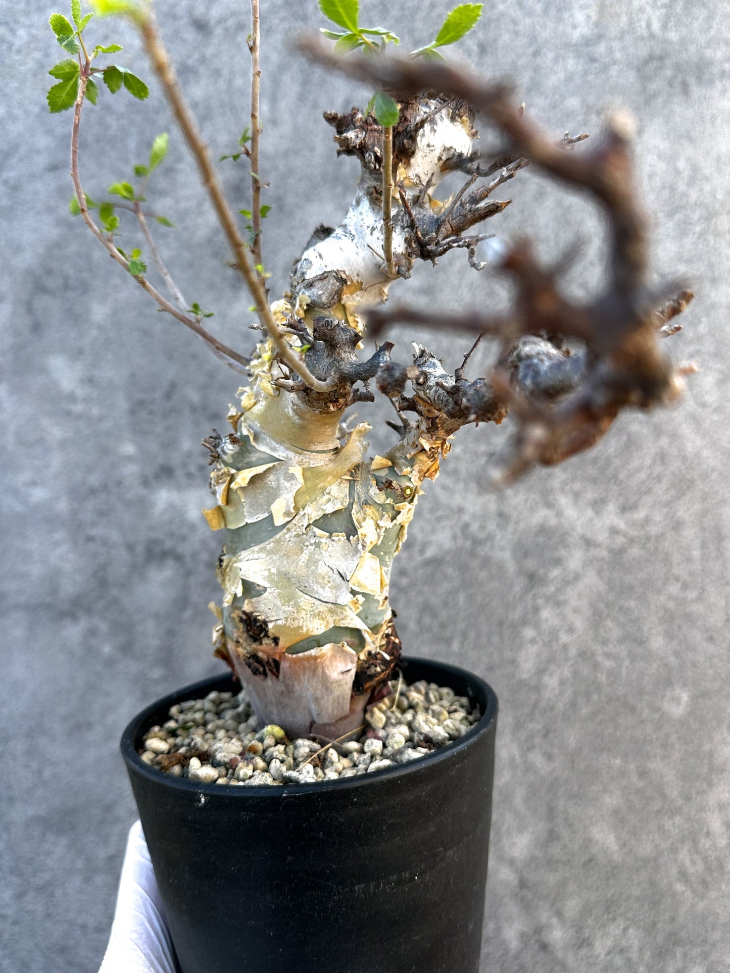 【現品限り】コミフォラ・カタフ ターカネンシス ケニア産 現地株 発根済み 1年管理【B12】 Commiphora kataf turkanensis