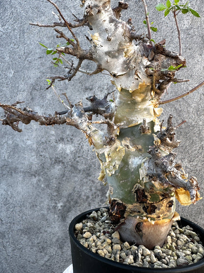 【現品限り】コミフォラ・カタフ ターカネンシス ケニア産 現地株 発根済み 1年管理【B12】 Commiphora kataf turkanensis