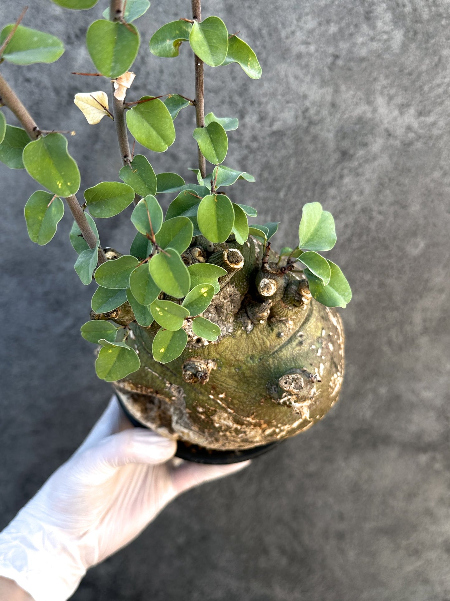 【現品限り】アデニア・スピノーサ 現地株 発根済み【B14】 Adenia spinosa