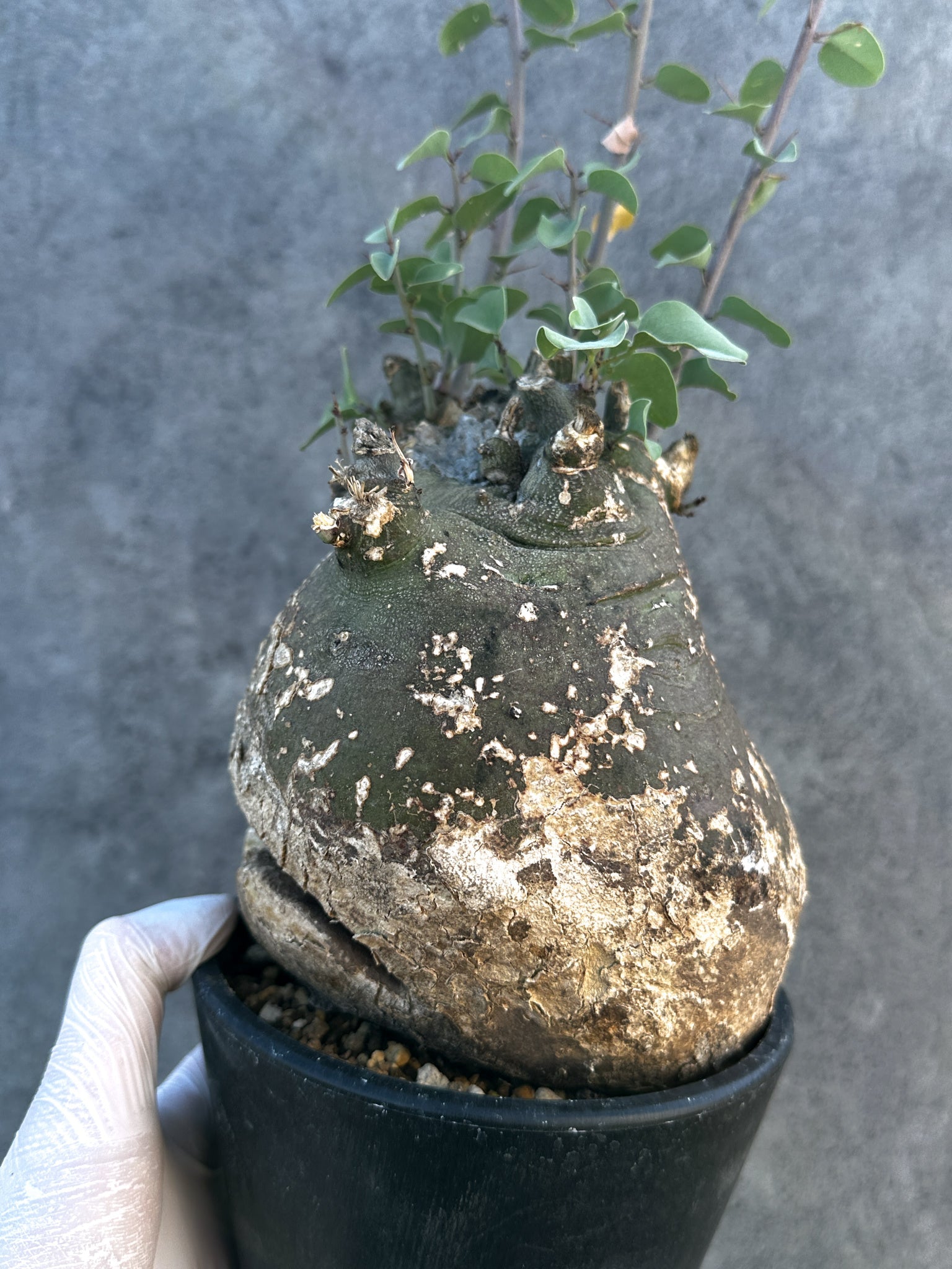 アデニア・スピノーサ 現地株 発根済み【B14】 Adenia spinosa 塊根