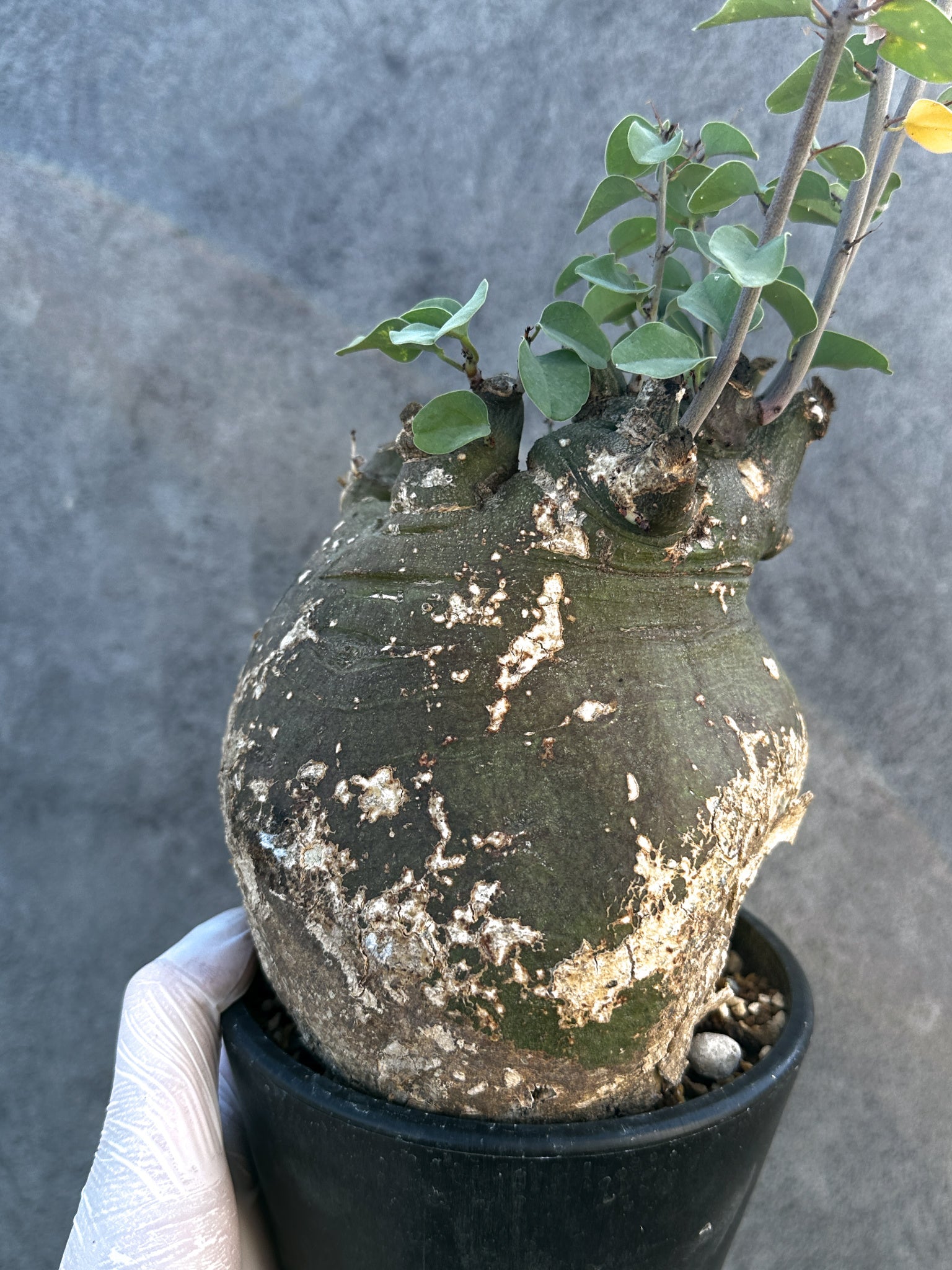 アデニア・スピノーサ 現地株 発根済み【B14】 Adenia spinosa 塊根