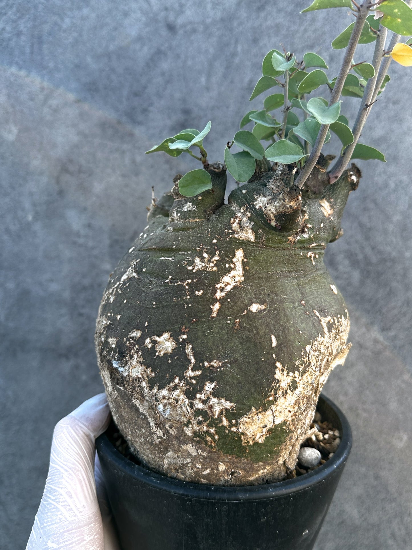 【現品限り】アデニア・スピノーサ 現地株 発根済み【B14】 Adenia spinosa