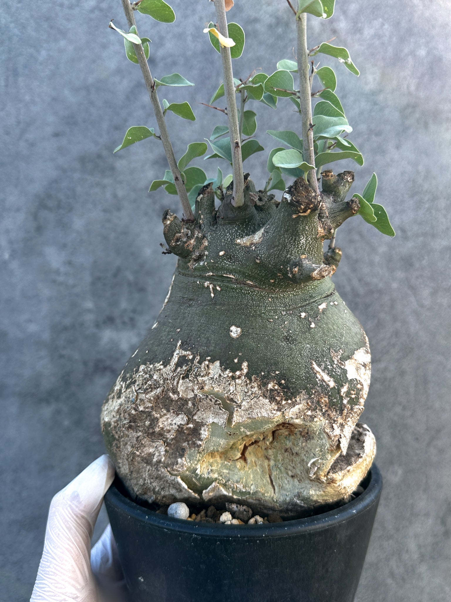 アデニア・スピノーサ 現地株 発根済み【B14】 Adenia spinosa 塊根