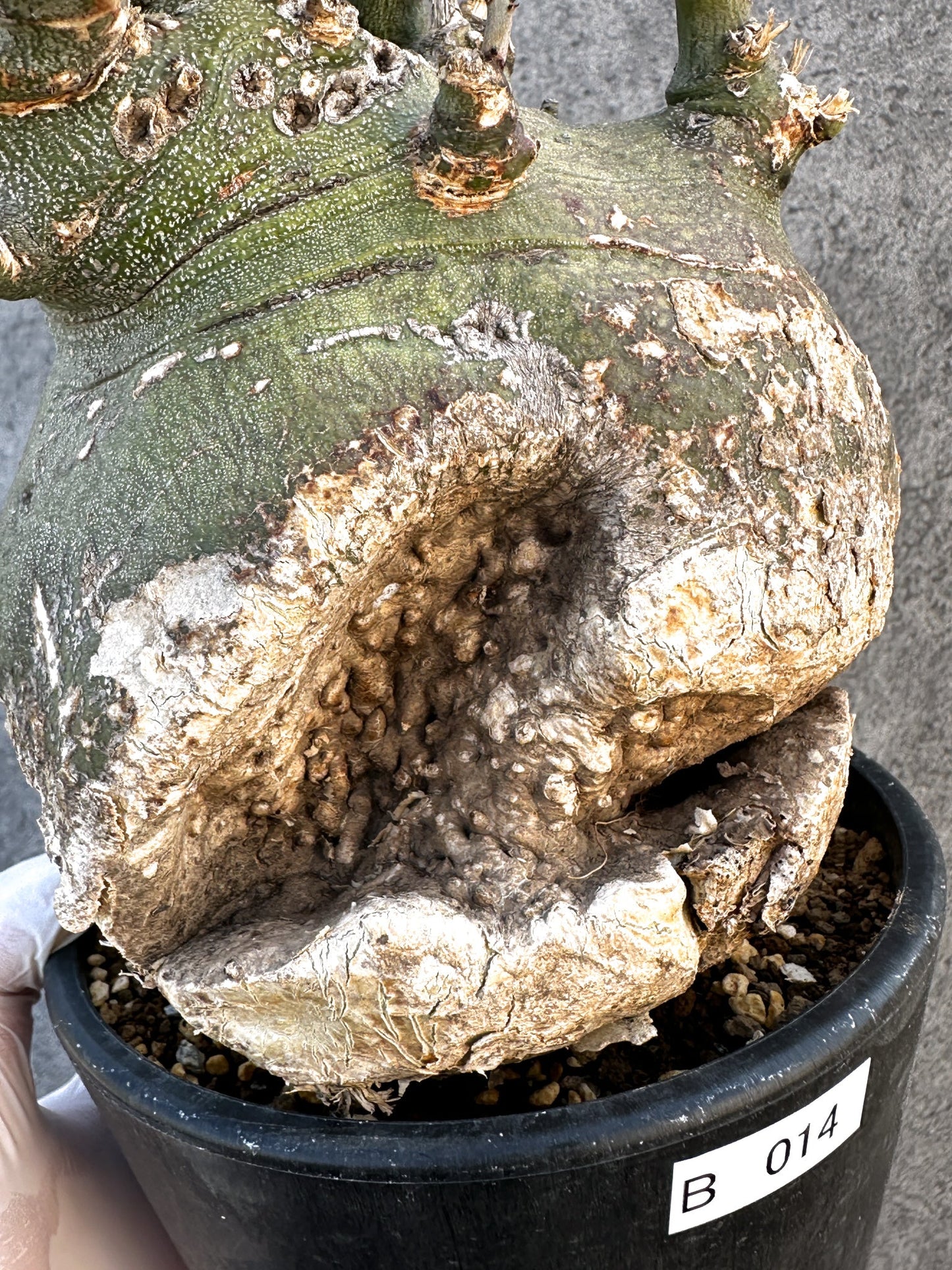 【現品限り】アデニア・スピノーサ 現地株 発根済み【B14】 Adenia spinosa