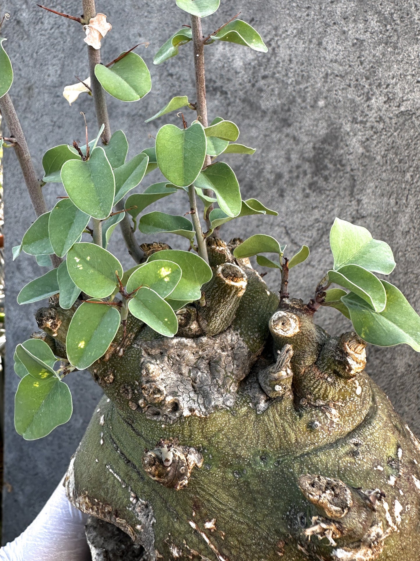 【現品限り】アデニア・スピノーサ 現地株 発根済み【B14】 Adenia spinosa