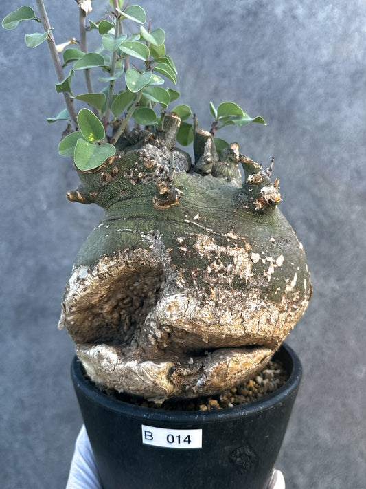 【現品限り】アデニア・スピノーサ 現地株 発根済み【B14】 Adenia spinosa