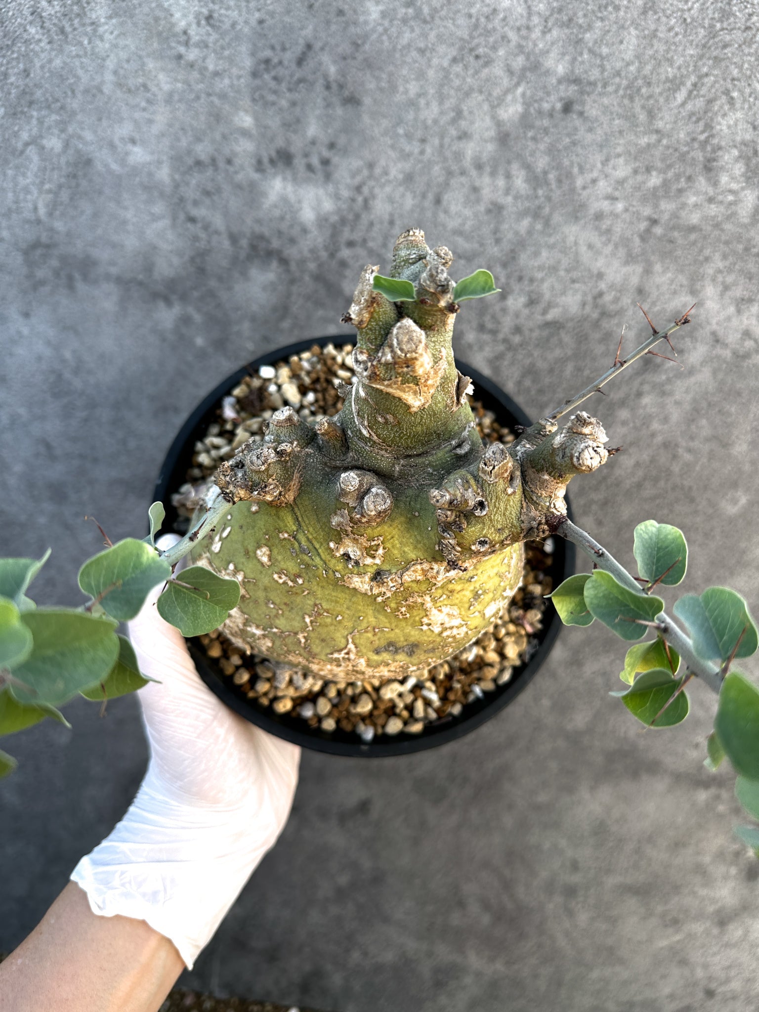 アデニア・スピノーサ 現地株 発根済み【B15】 Adenia spinosa 塊根