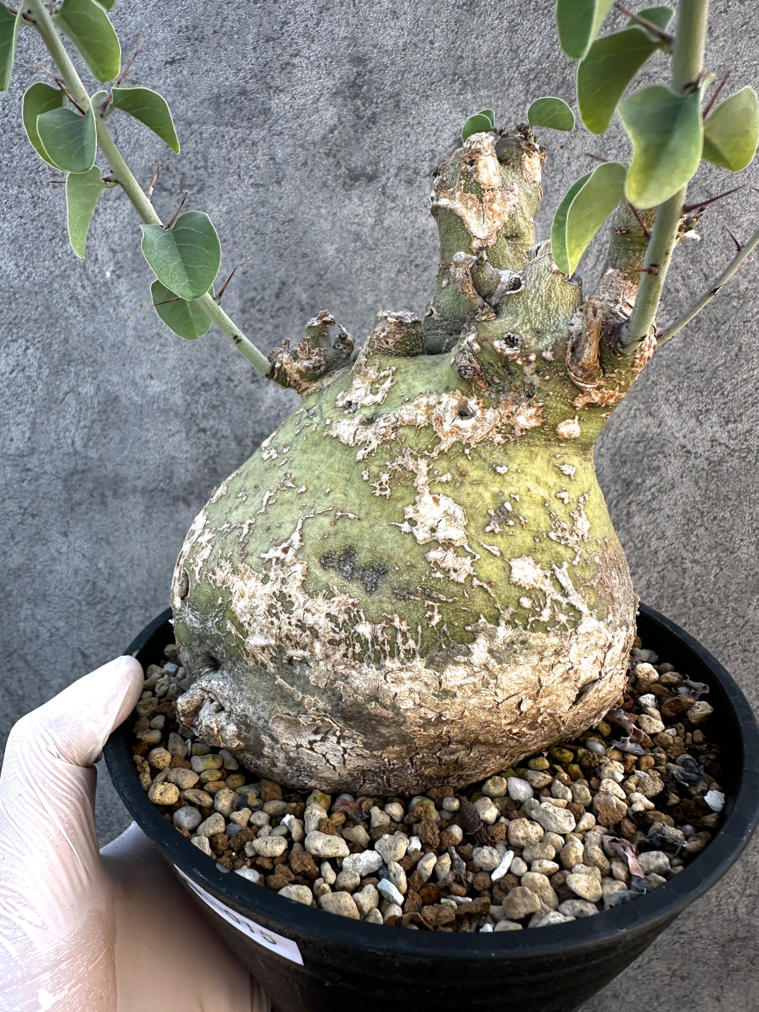 アデニア・スピノーサ 現地株 発根済み【B15】 Adenia spinosa 塊根