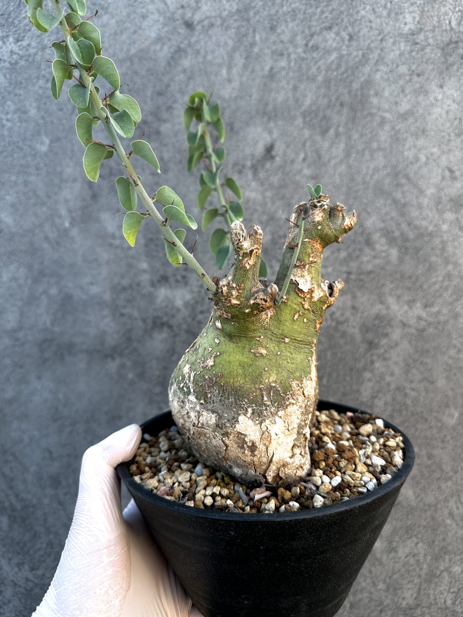 アデニア・スピノーサ 現地株 発根済み【B15】 Adenia spinosa 塊根