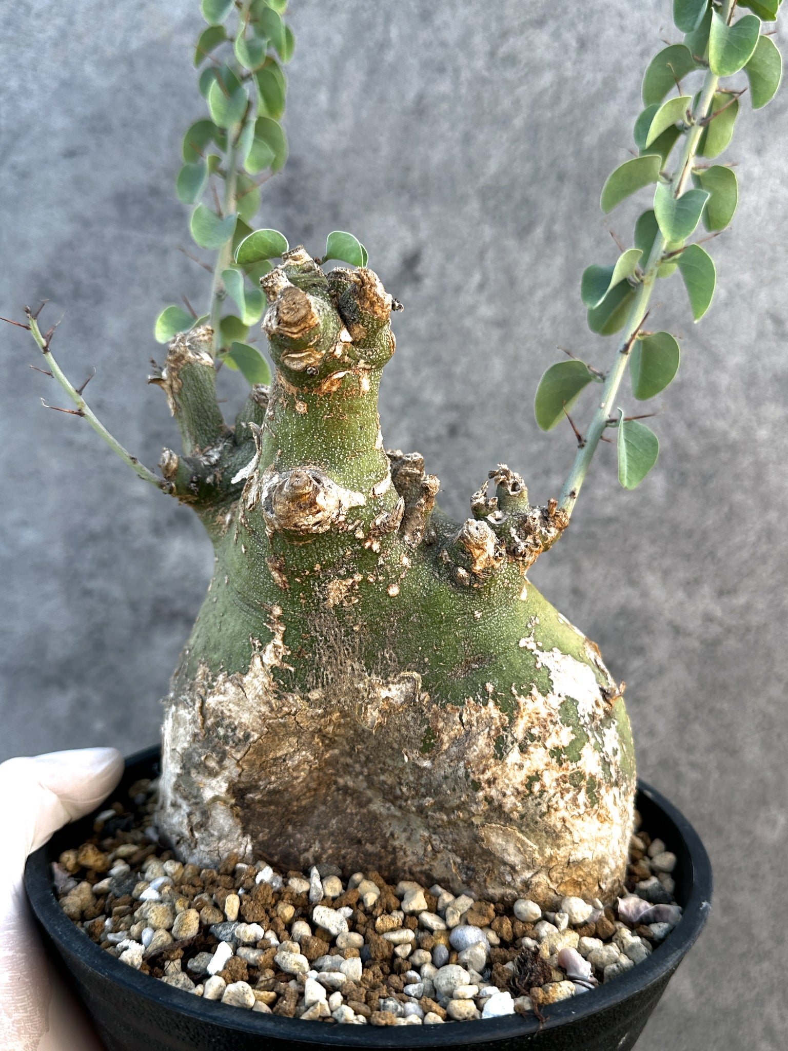 アデニア・スピノーサ 現地株 発根済み【B15】 Adenia spinosa 塊根