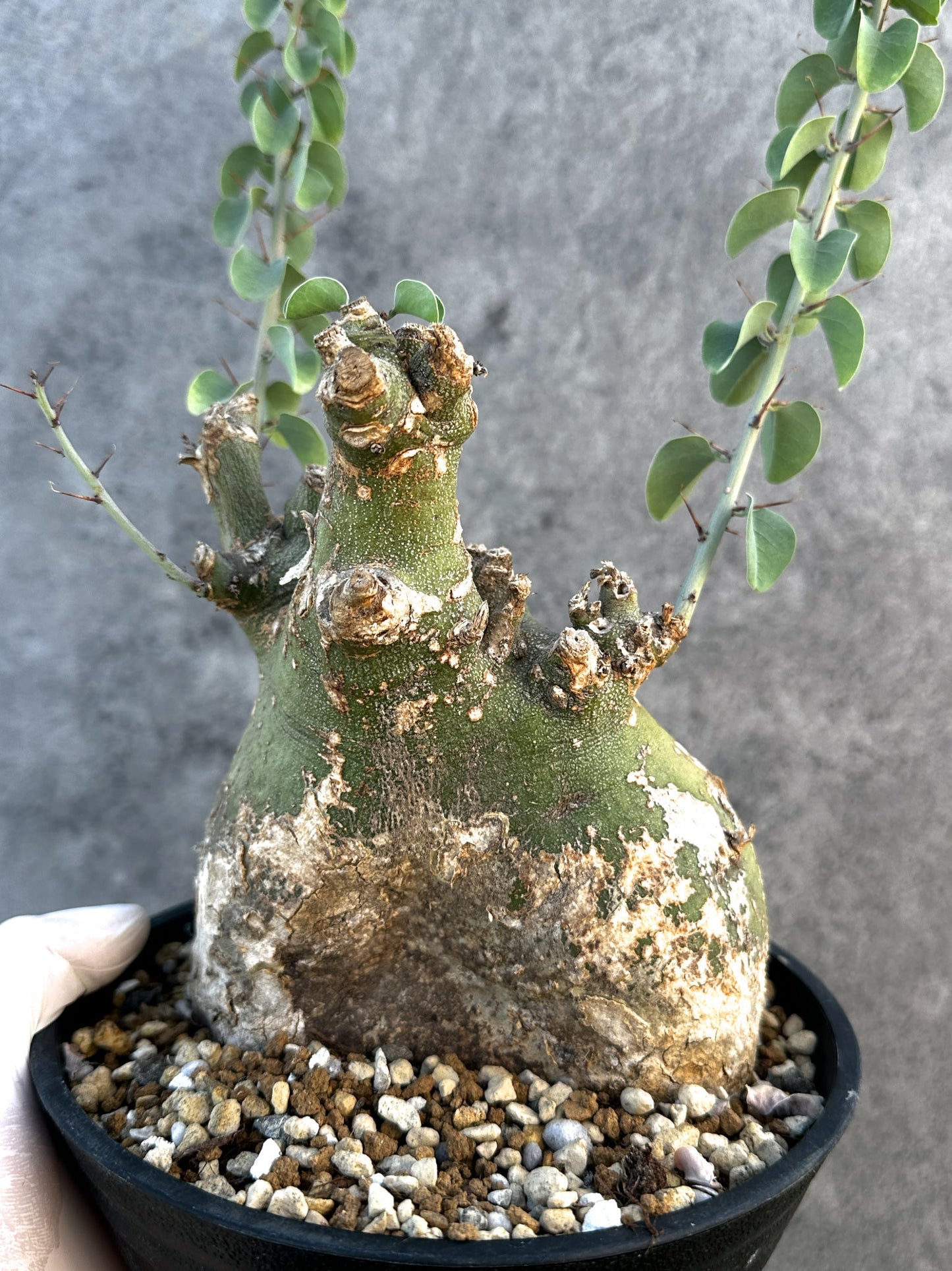 【現品限り】アデニア・スピノーサ 現地株 発根済み【B15】 Adenia spinosa