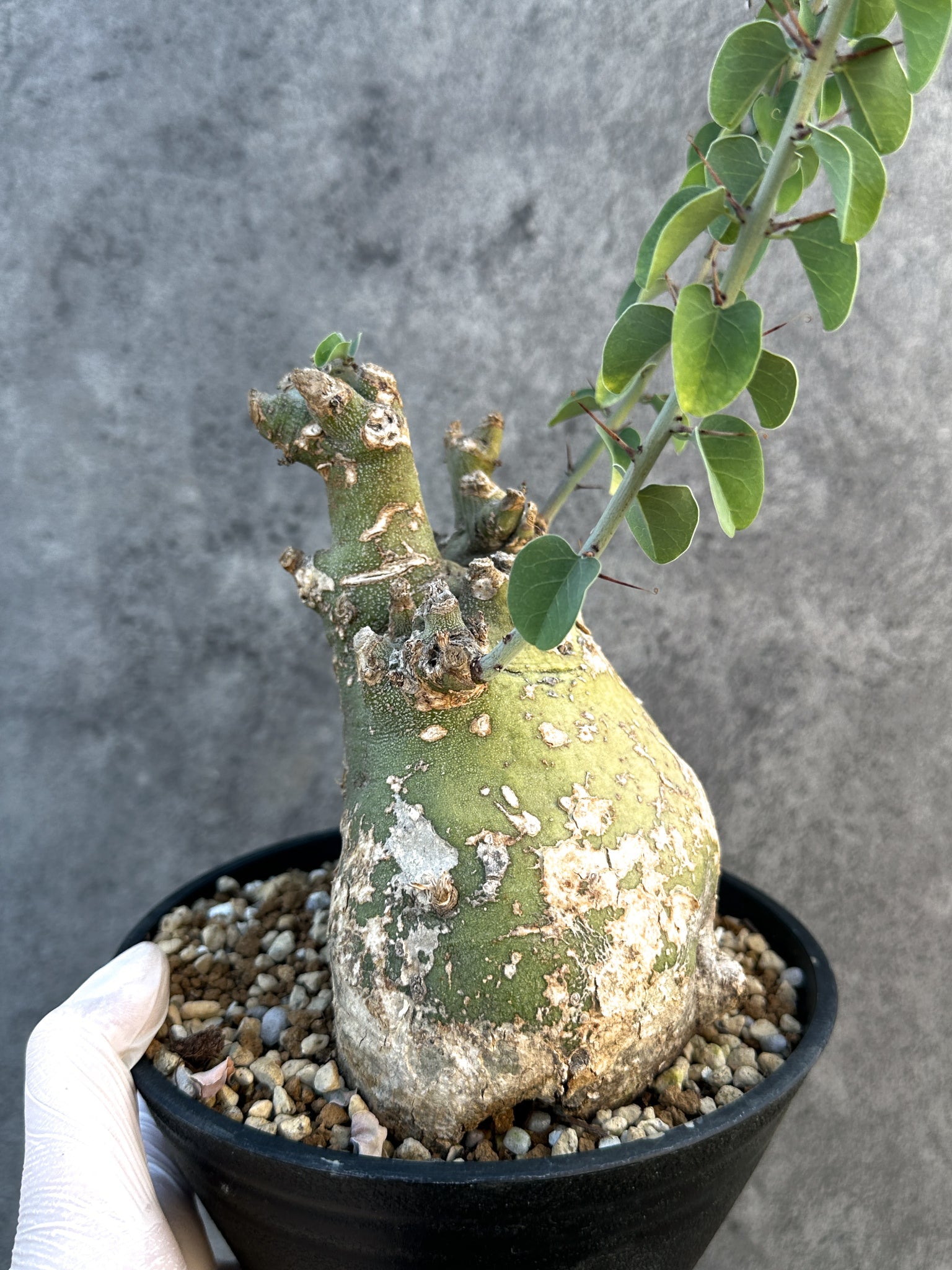 アデニア・スピノーサ 現地株 発根済み【B15】 Adenia spinosa 塊根