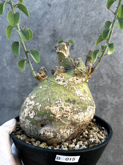 【現品限り】アデニア・スピノーサ 現地株 発根済み【B15】 Adenia spinosa