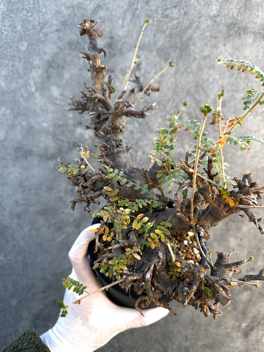 【現品限り】ボスウェリア・ネグレクタ ブラックスキン 現地株 発根済み 1年管理【B16】 Boswellia neglecta