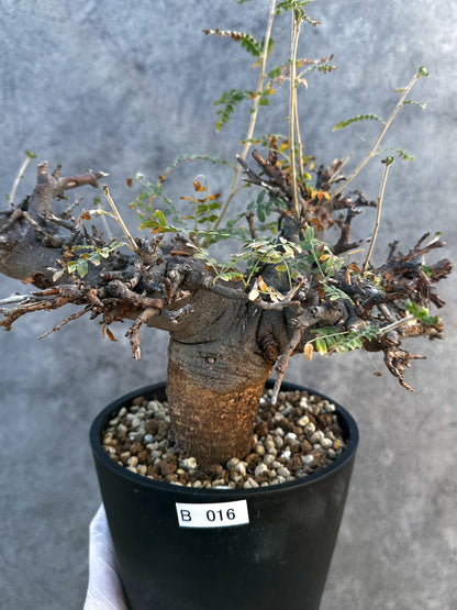 【現品限り】ボスウェリア・ネグレクタ ブラックスキン 現地株 発根済み 1年管理【B16】 Boswellia neglecta