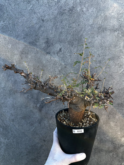 【現品限り】ボスウェリア・ネグレクタ ブラックスキン 現地株 発根済み 1年管理【B16】 Boswellia neglecta