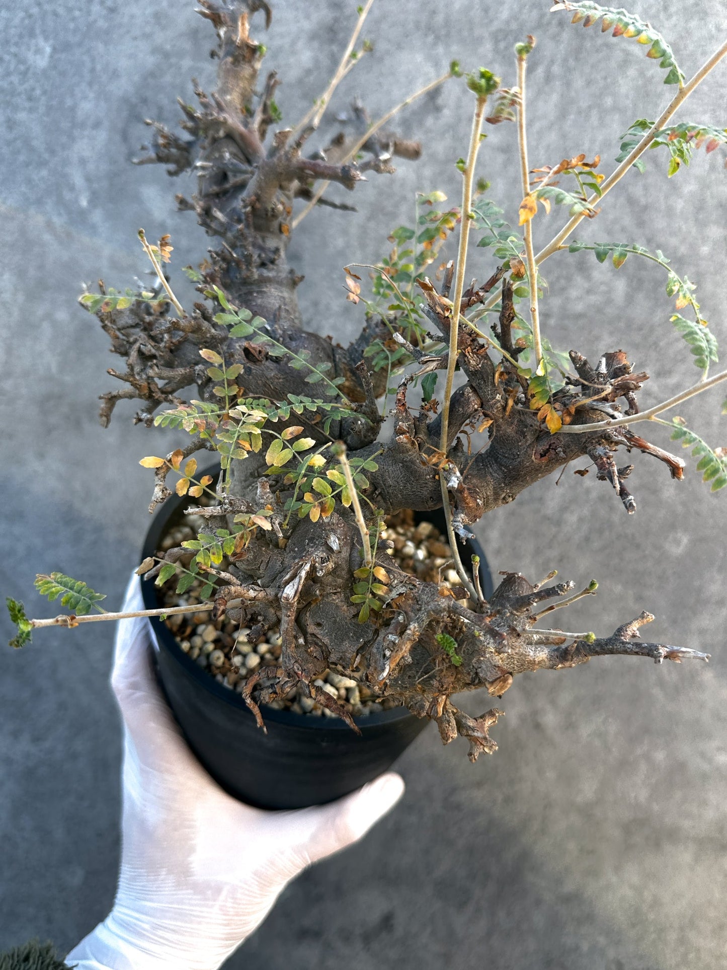 【現品限り】ボスウェリア・ネグレクタ ブラックスキン 現地株 発根済み 1年管理【B16】 Boswellia neglecta