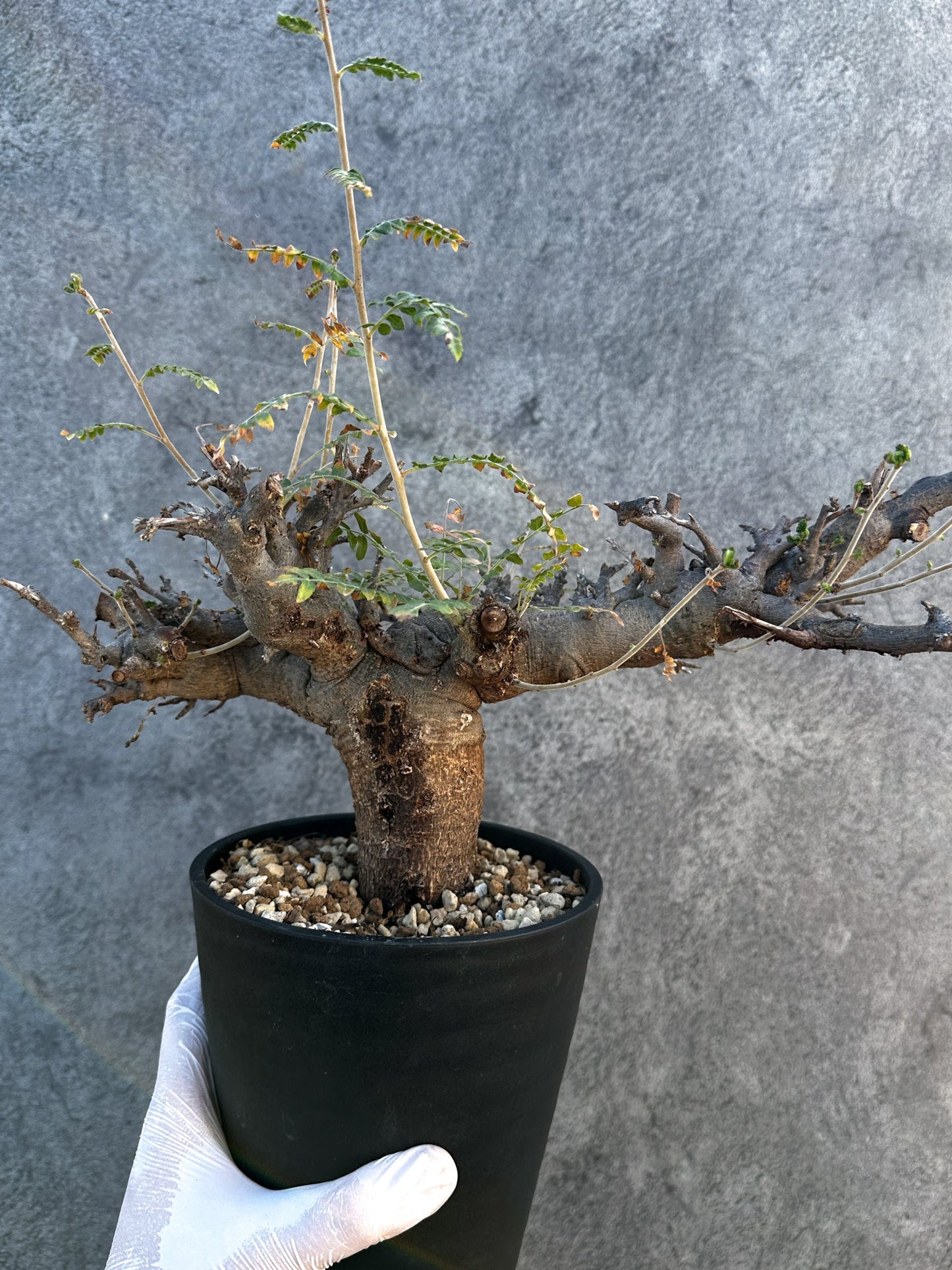 【現品限り】ボスウェリア・ネグレクタ ブラックスキン 現地株 発根済み 1年管理【B16】 Boswellia neglecta