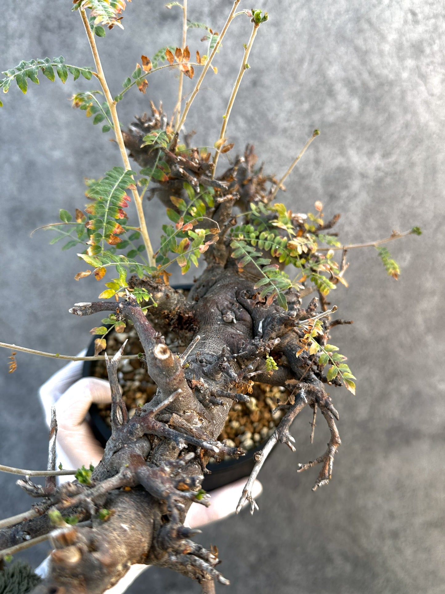 【現品限り】ボスウェリア・ネグレクタ ブラックスキン 現地株 発根済み 1年管理【B16】 Boswellia neglecta