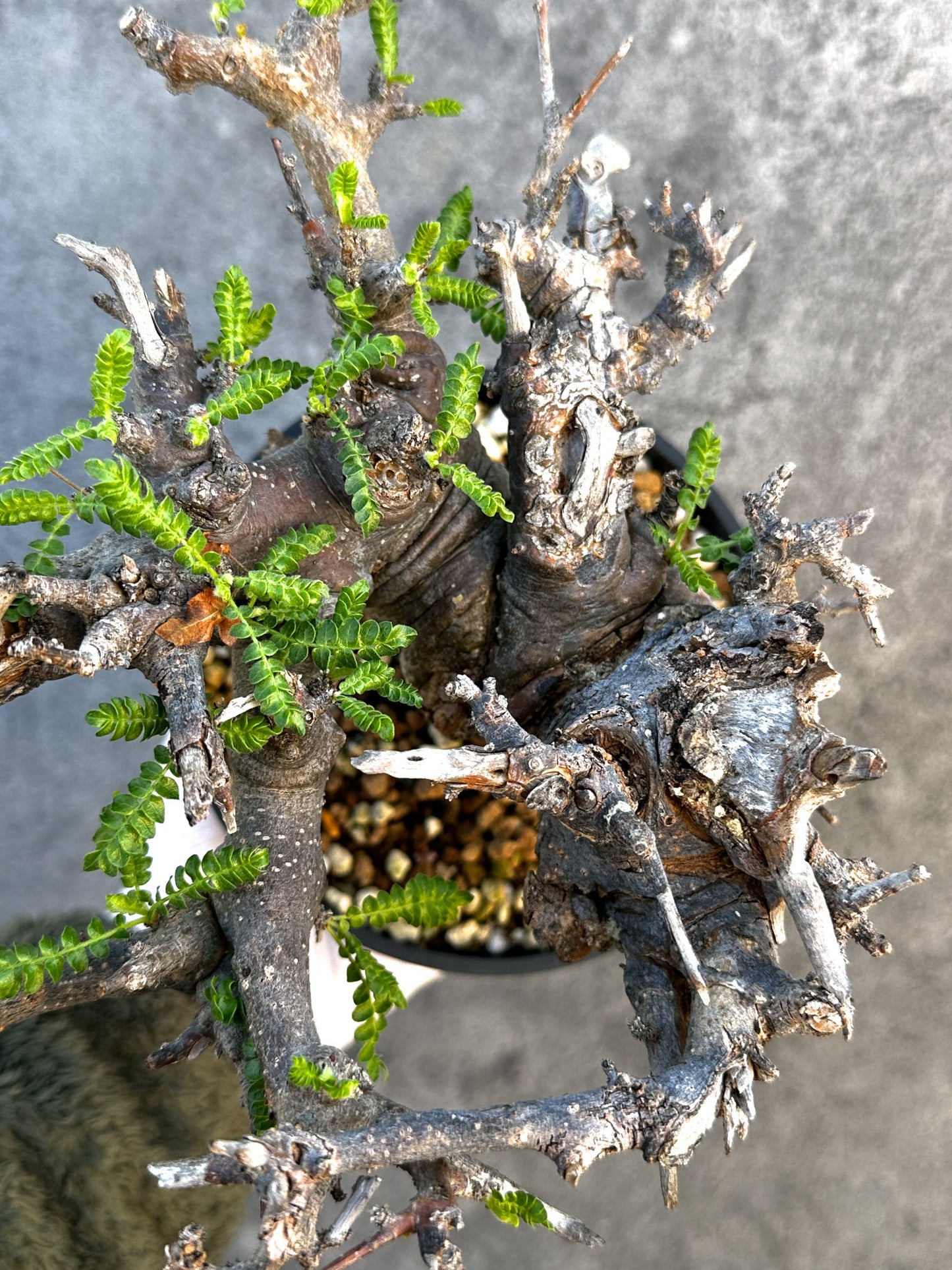 【現品限り】ボスウェリア・ネグレクタ ブラックスキン 現地株 発根済み 1年管理【B17】 Boswellia neglecta