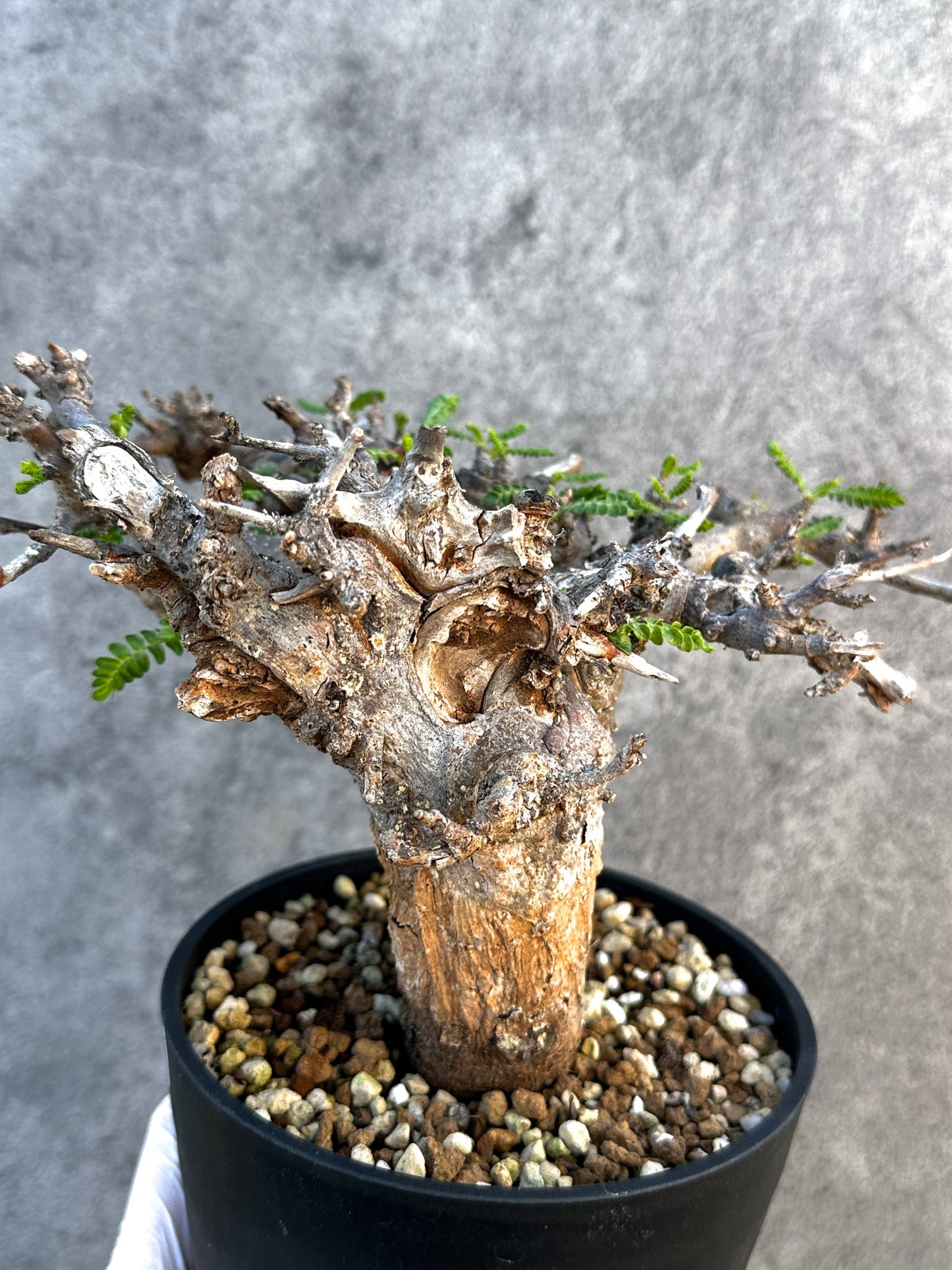 【現品限り】ボスウェリア・ネグレクタ ブラックスキン 現地株 発根済み 1年管理【B17】 Boswellia neglecta