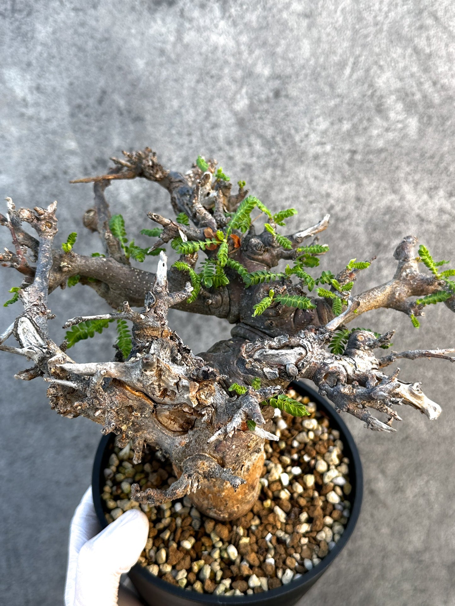 【現品限り】ボスウェリア・ネグレクタ ブラックスキン 現地株 発根済み 1年管理【B17】 Boswellia neglecta