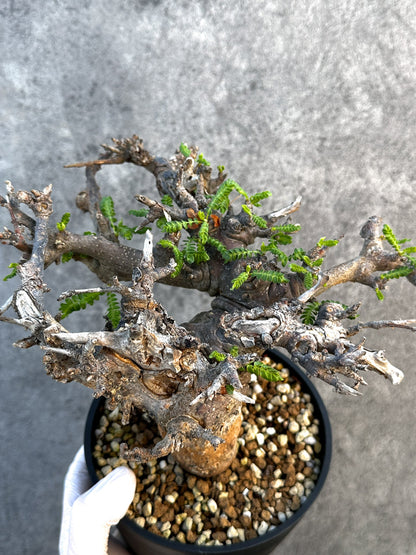 【現品限り】ボスウェリア・ネグレクタ ブラックスキン 現地株 発根済み 1年管理【B17】 Boswellia neglecta