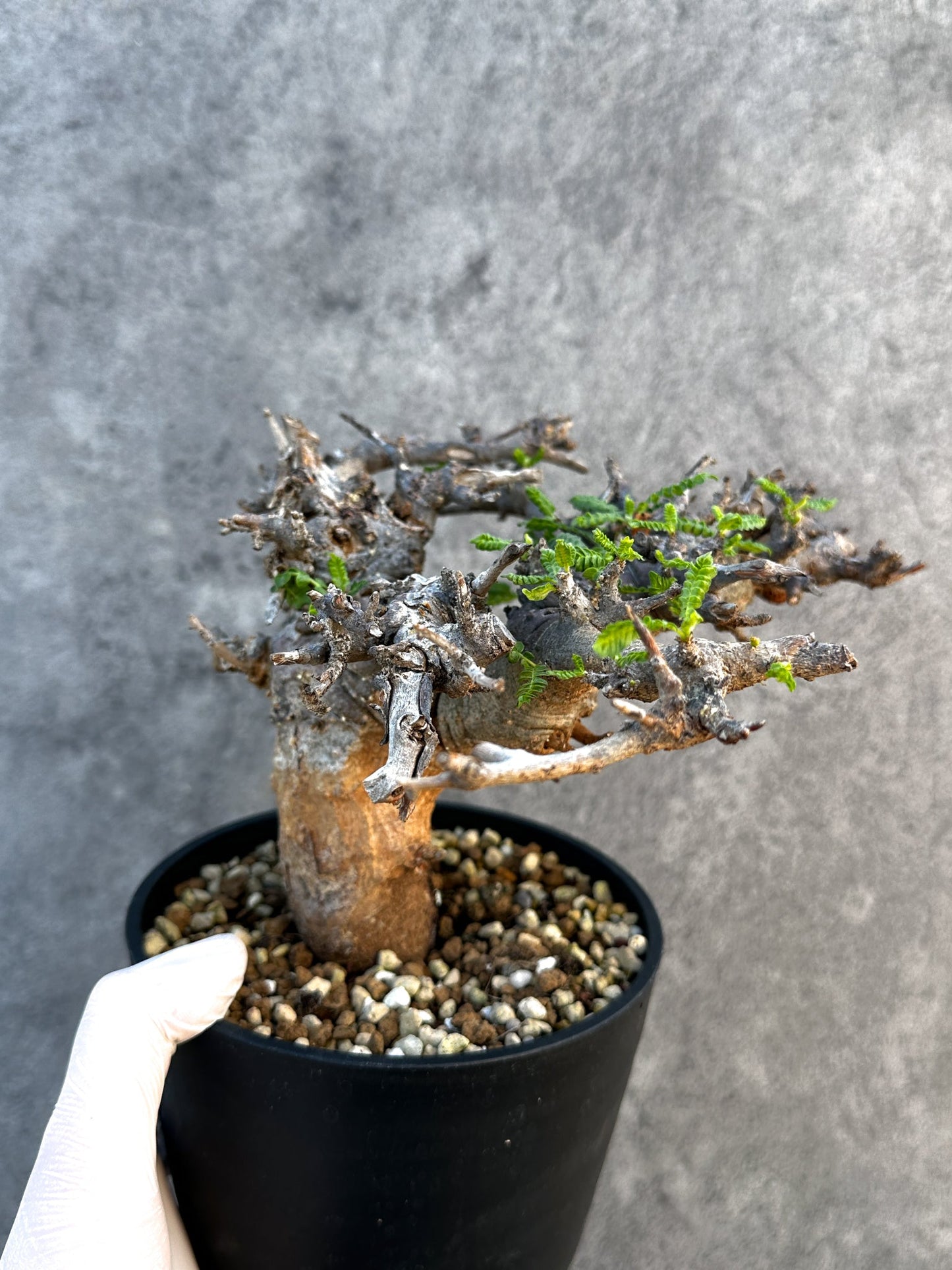 【現品限り】ボスウェリア・ネグレクタ ブラックスキン 現地株 発根済み 1年管理【B17】 Boswellia neglecta