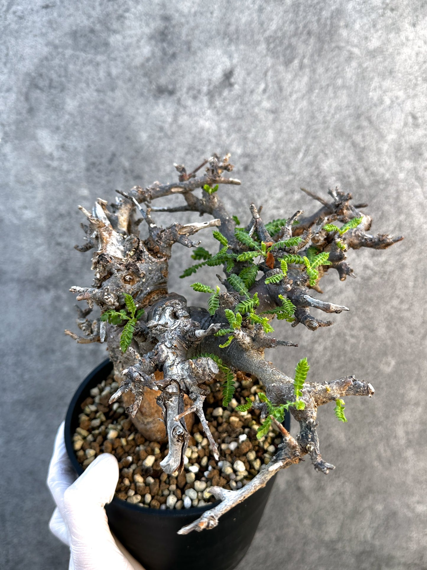 【現品限り】ボスウェリア・ネグレクタ ブラックスキン 現地株 発根済み 1年管理【B17】 Boswellia neglecta