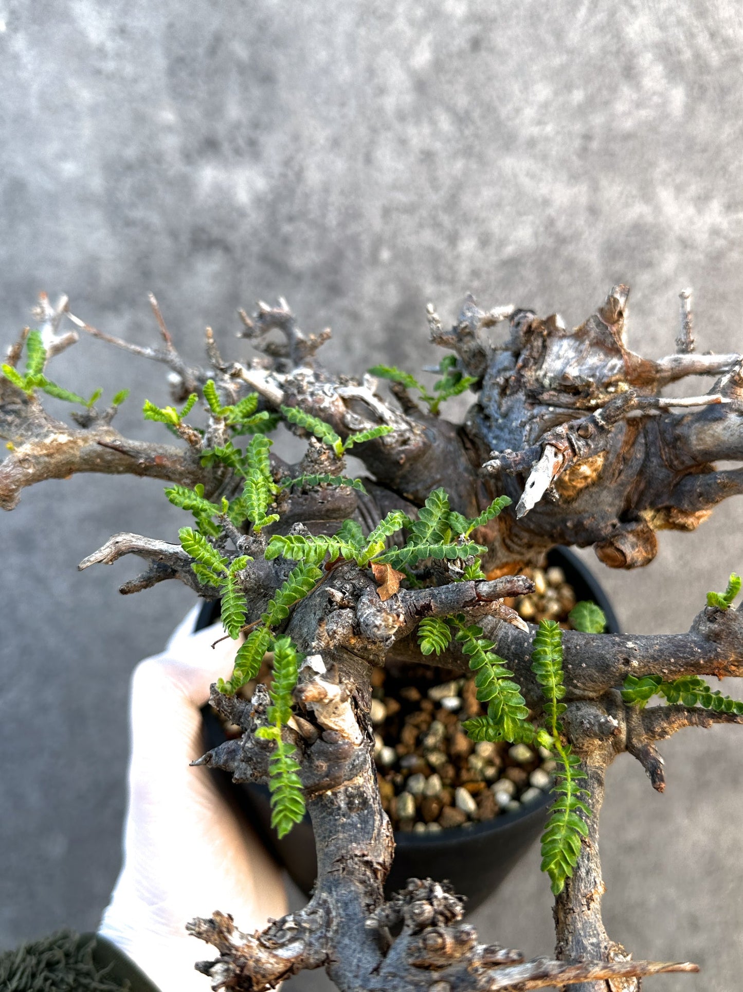 【現品限り】ボスウェリア・ネグレクタ ブラックスキン 現地株 発根済み 1年管理【B17】 Boswellia neglecta