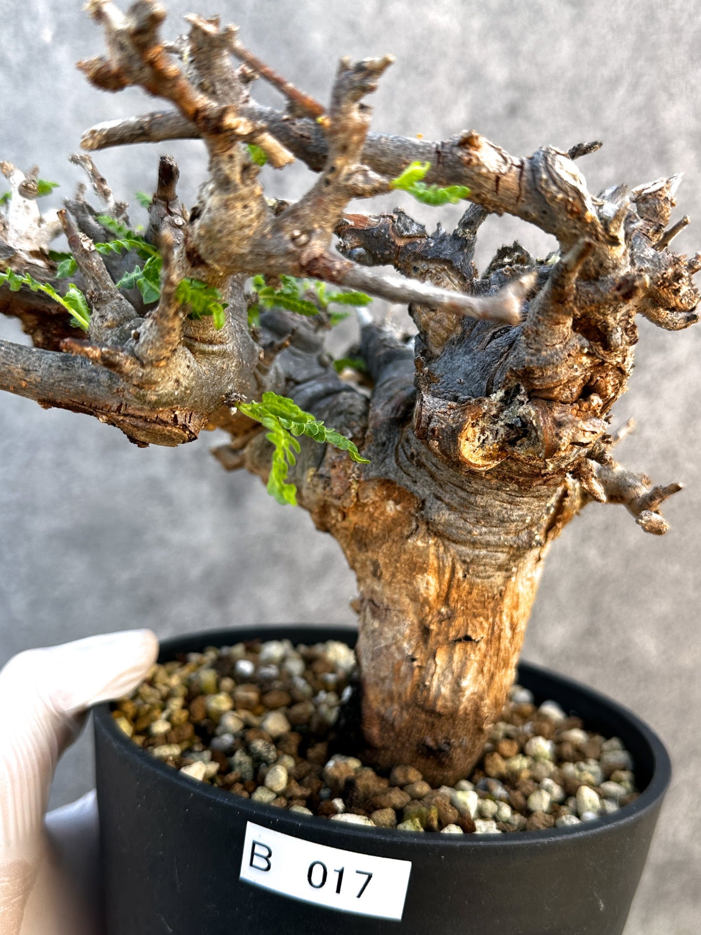 【現品限り】ボスウェリア・ネグレクタ ブラックスキン 現地株 発根済み 1年管理【B17】 Boswellia neglecta