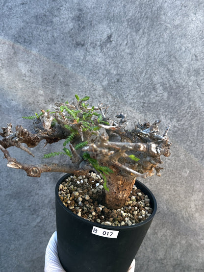 【現品限り】ボスウェリア・ネグレクタ ブラックスキン 現地株 発根済み 1年管理【B17】 Boswellia neglecta